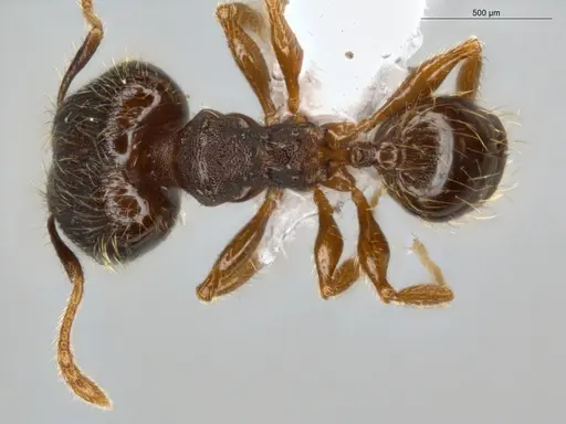 Pheidole sculptior - ECOFOG-MI15-0479-12-S