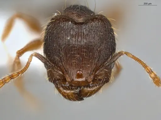 Pheidole sculptior - ECOFOG-MI15-0479-12-S