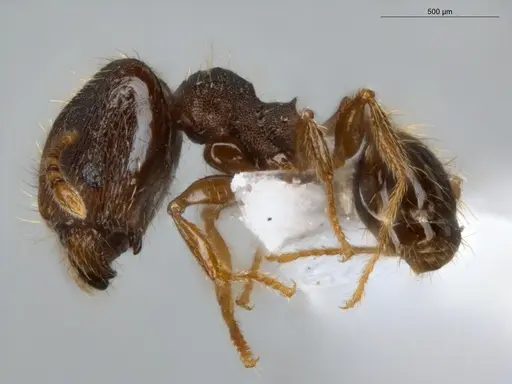 Pheidole sculptior - ECOFOG-MI15-0479-12-S