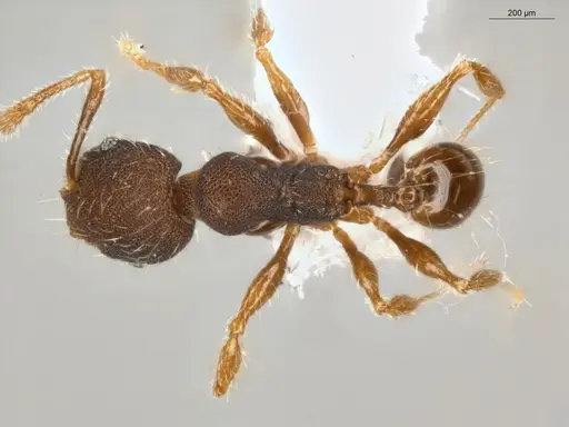 Pheidole sculptior - ECOFOG-MI15-0479-12