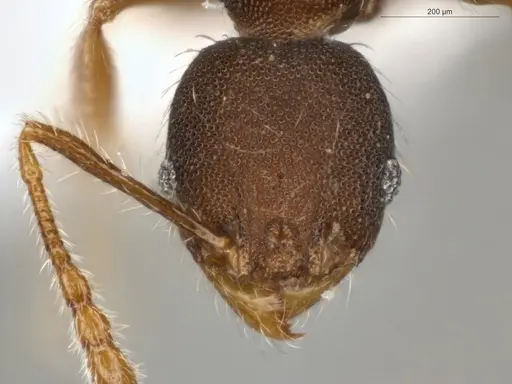 Pheidole sculptior - ECOFOG-MI15-0479-12