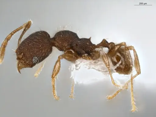 Pheidole sculptior - ECOFOG-MI15-0479-12