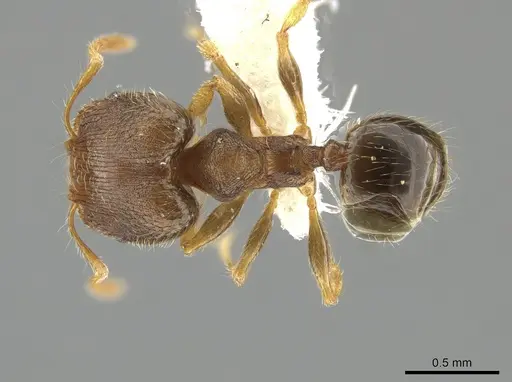 Pheidole sculptior - JTLC000015178