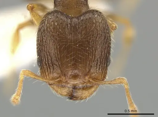 Pheidole sculptior - JTLC000015178