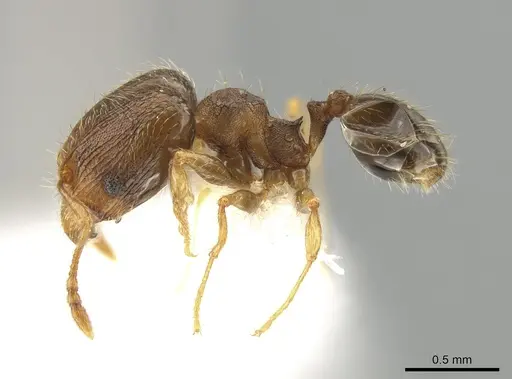 Pheidole sculptior - JTLC000015178
