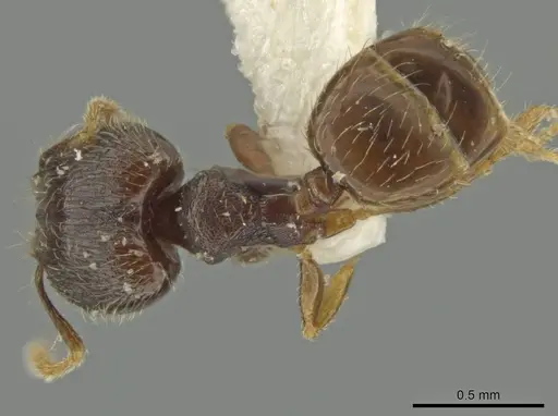 Pheidole sculptior - JTLC000016550
