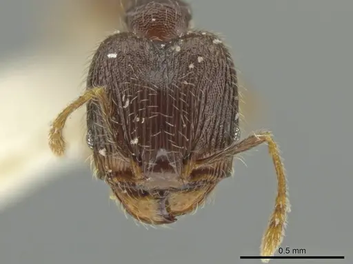 Pheidole sculptior - JTLC000016550