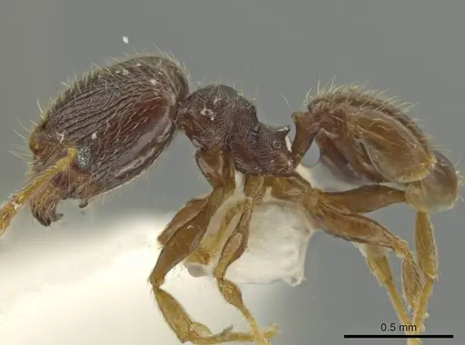 Pheidole sculptior - JTLC000016550