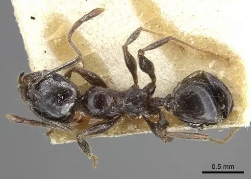 Pheidole sculpturata specimen