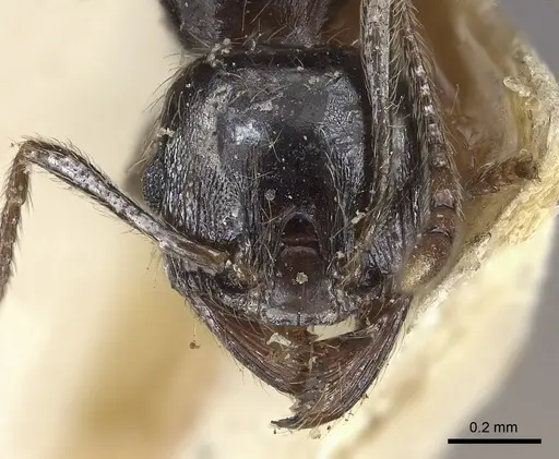 Pheidole sculpturata specimen