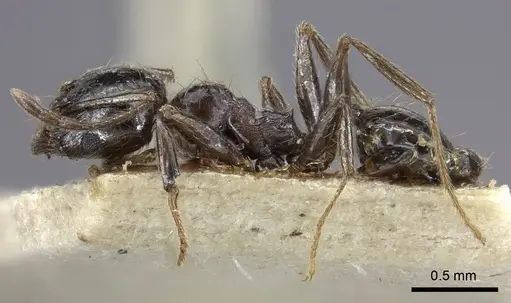 Pheidole sculpturata specimen