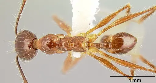 Pheidole sebofila specimen