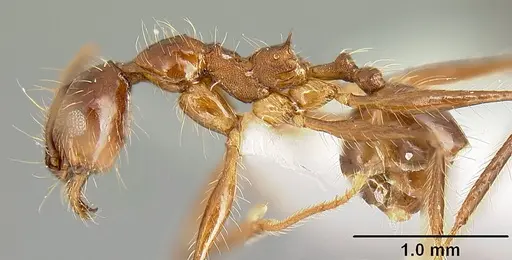 Pheidole sebofila specimen