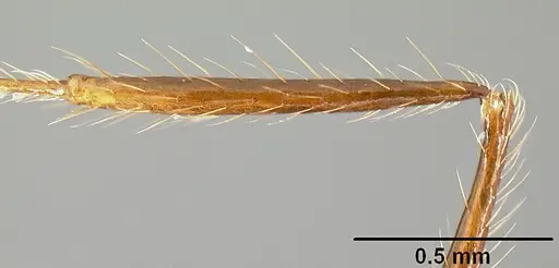 Pheidole sebofila - CASENT0610095