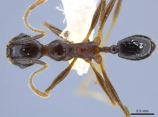 Pheidole sebofila - CASENT0611928
