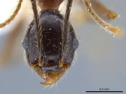 Pheidole sebofila - CASENT0611928