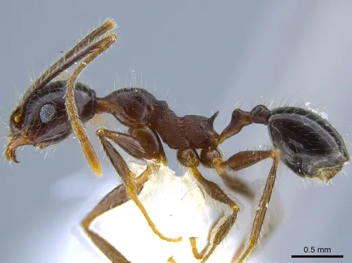 Pheidole sebofila - CASENT0611928