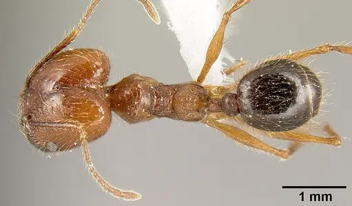 Pheidole sebofila - INBIOCRI001282230