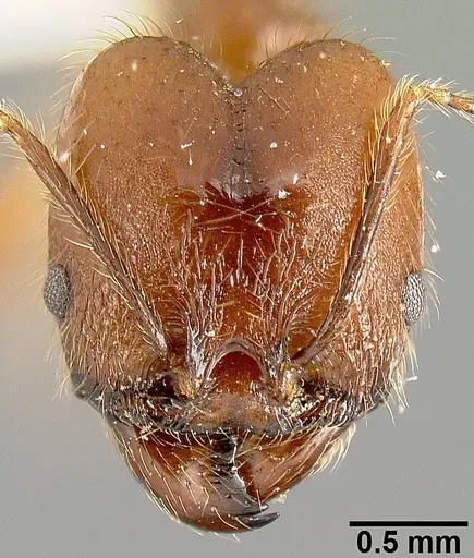 Pheidole sebofila - INBIOCRI001282230