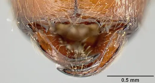 Pheidole sebofila - INBIOCRI001282230