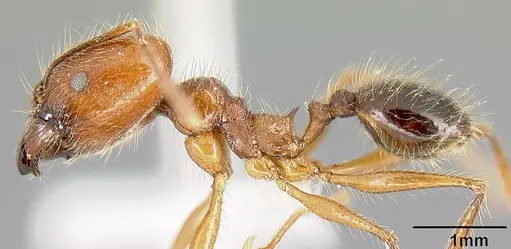 Pheidole sebofila - INBIOCRI001282230