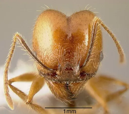 Pheidole sebofila - JTLC000001478