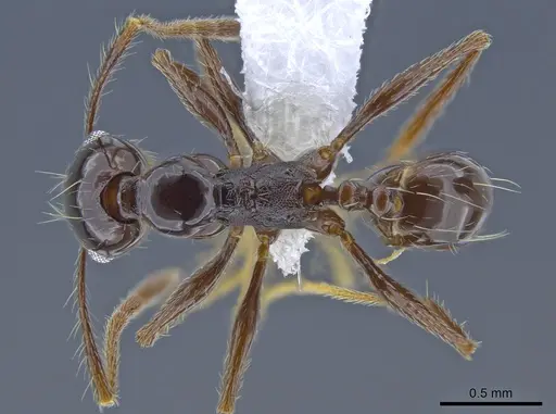 Pheidole seeldrayersi specimen