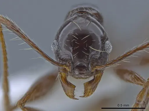 Pheidole seeldrayersi specimen
