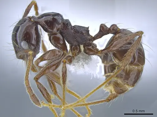 Pheidole seeldrayersi specimen