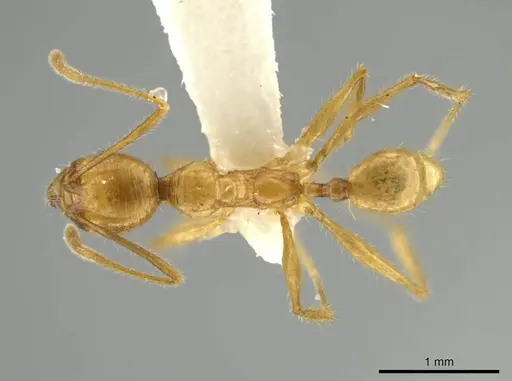 Pheidole seligmanni specimen