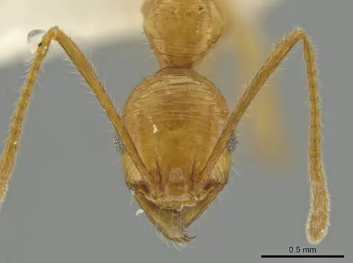Pheidole seligmanni specimen