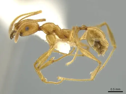 Pheidole seligmanni specimen