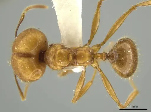 Pheidole seligmanni - JTLC000016527