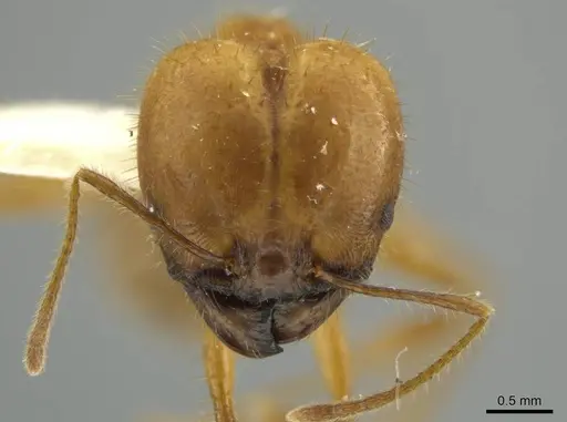 Pheidole seligmanni - JTLC000016527