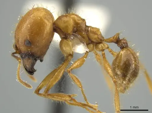 Pheidole seligmanni - JTLC000016527