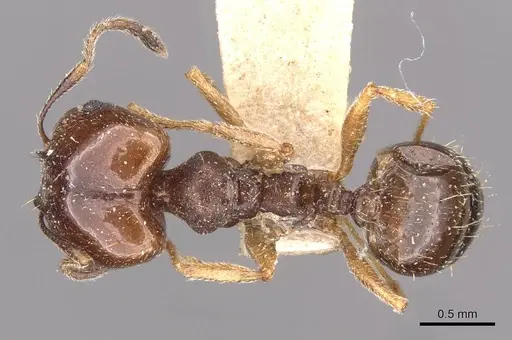 Pheidole semilaevis specimen