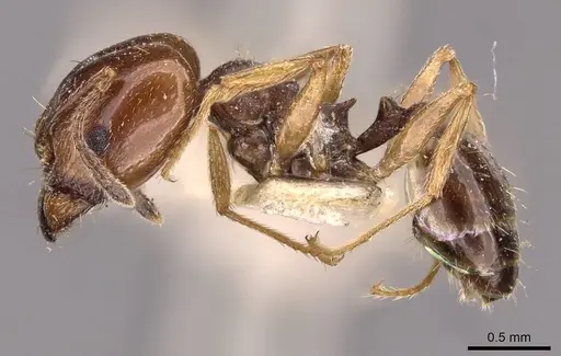 Pheidole semilaevis specimen