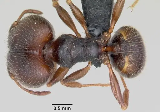 Pheidole senex specimen