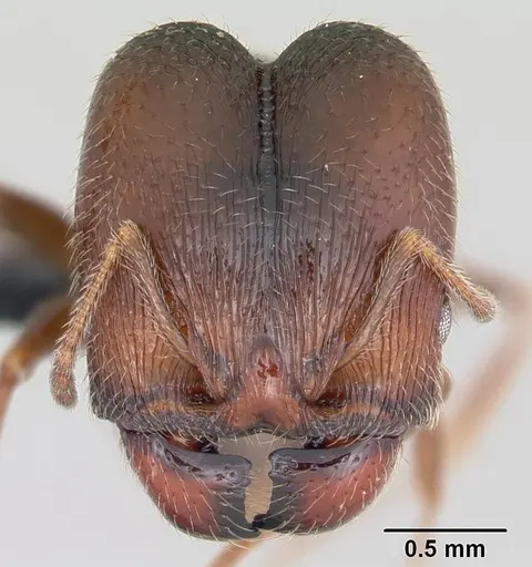 Pheidole senex specimen
