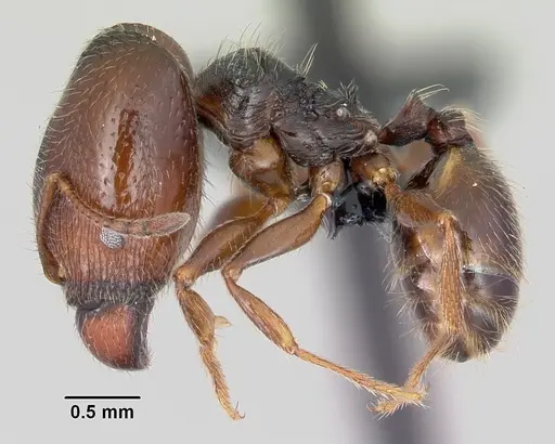 Pheidole senex specimen