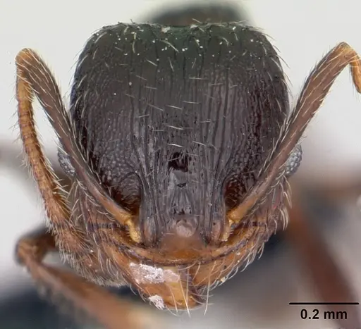 Pheidole senex - CASENT0104911