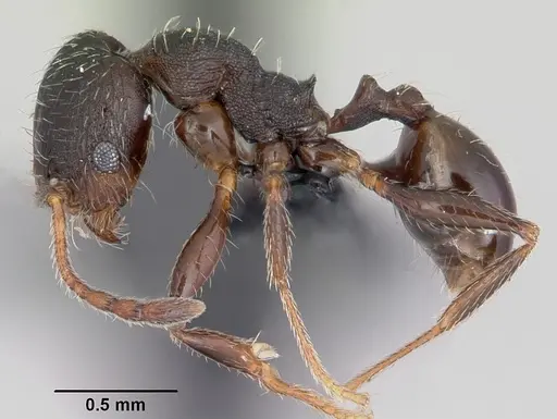 Pheidole senex - CASENT0104911