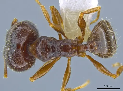 Pheidole senex - CASENT0639964