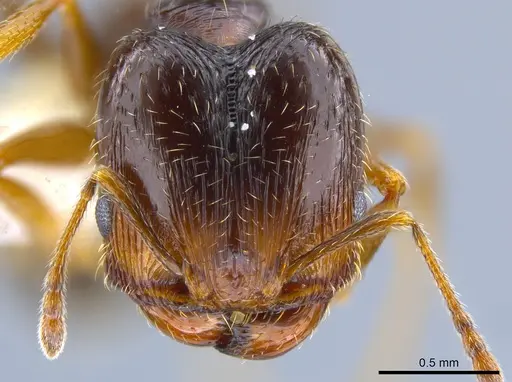 Pheidole senex - CASENT0639964