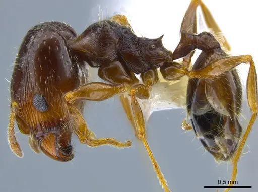 Pheidole senex - CASENT0639964