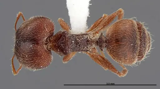Pheidole senex - FMNHINS0000058307