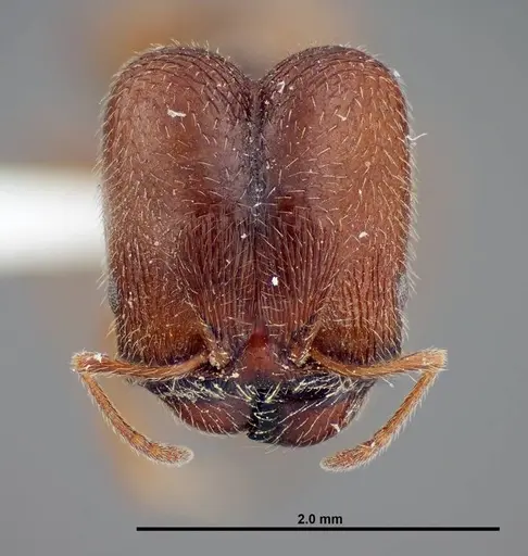 Pheidole senex - FMNHINS0000058307