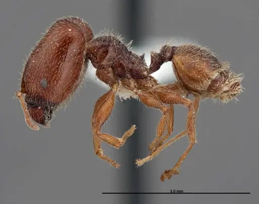 Pheidole senex - FMNHINS0000058307