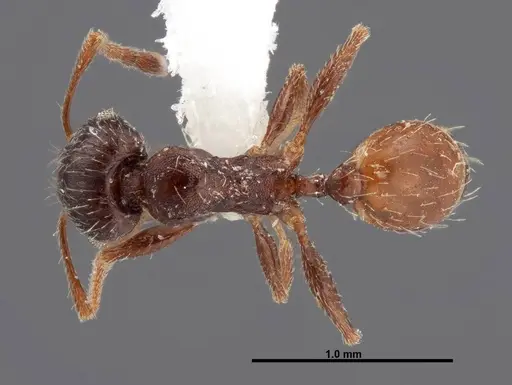 Pheidole senex - FMNHINS0000062771
