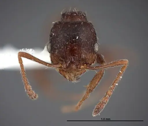 Pheidole senex - FMNHINS0000062771